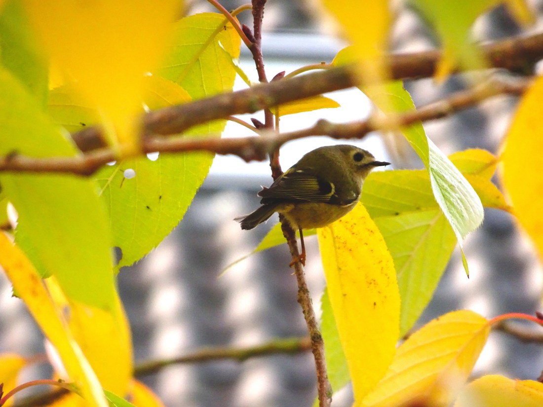 goudhaantje 4 verbeterd